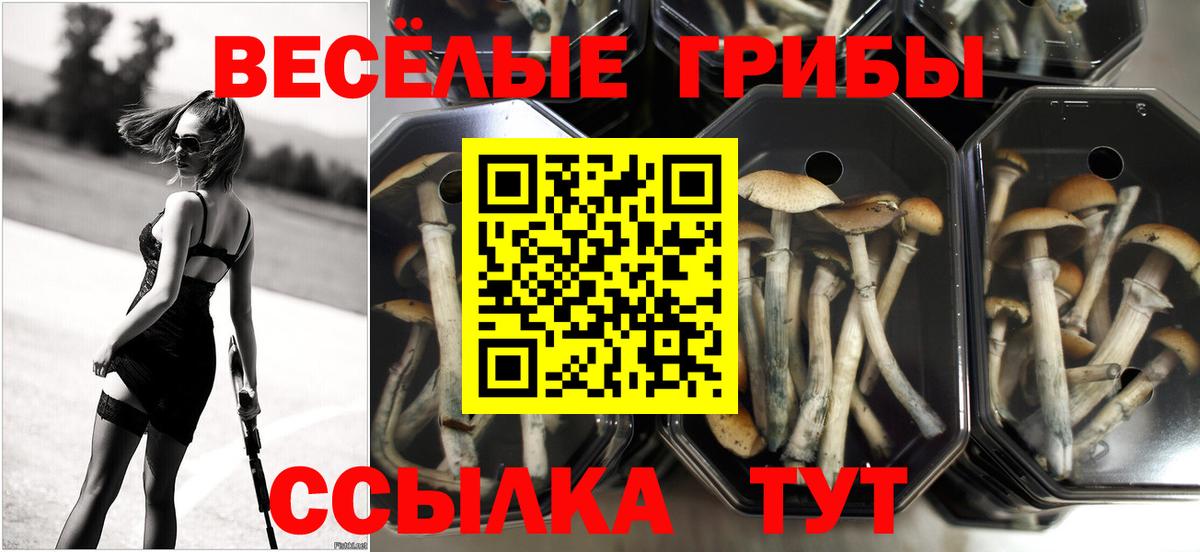 Галлюциногенные грибы GOLDEN TEACHER  Галлюциногенные грибы Psilocybine cubensis  Вход с VPN  Муром 